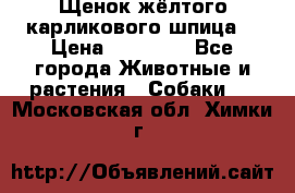 Щенок жёлтого карликового шпица  › Цена ­ 50 000 - Все города Животные и растения » Собаки   . Московская обл.,Химки г.